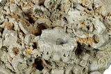 Mississippian Fossil Crinoid & Cephalopod Plate - Kentucky #358773-1